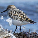 Bécasseau sanderling