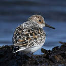 Bécasseau sanderling