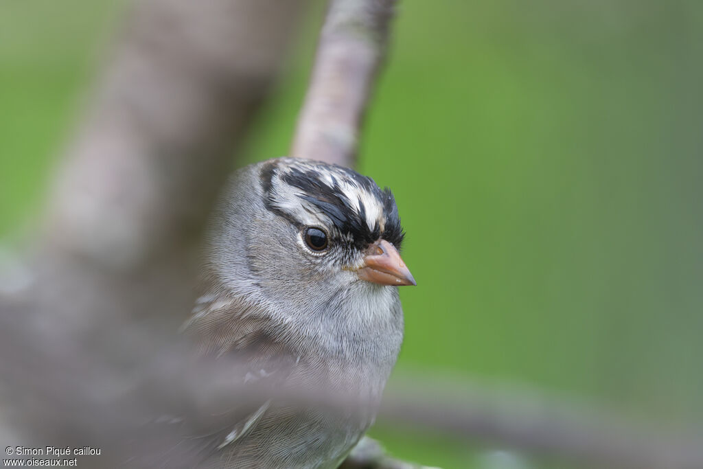 Bruant à couronne blanche