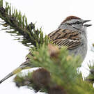 Bruant familier