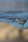 Grey-tailed Tattler