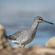Grey-tailed Tattler