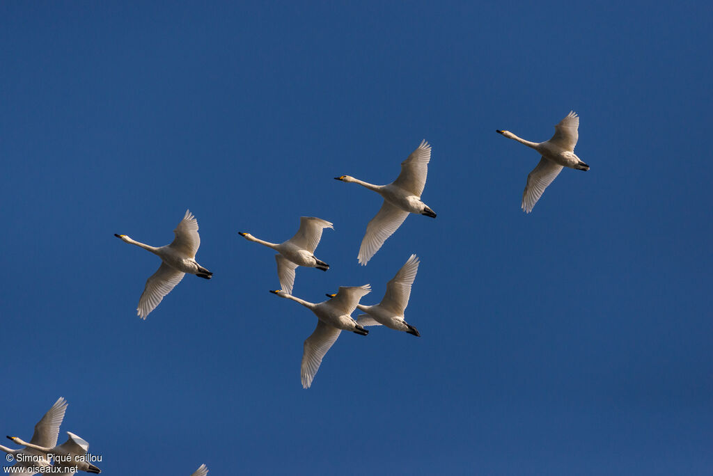 Cygne de Bewickadulte nuptial, Vol, Comportement