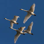 Cygne de Bewick