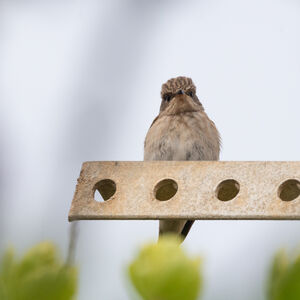 Gobemouche tyrrhénien