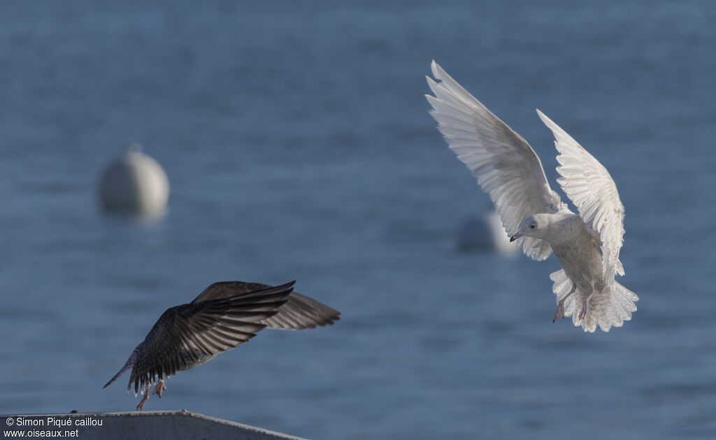 Goéland à ailes blanches