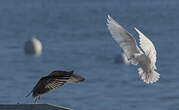 Goéland à ailes blanches