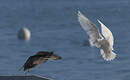 Goéland à ailes blanches