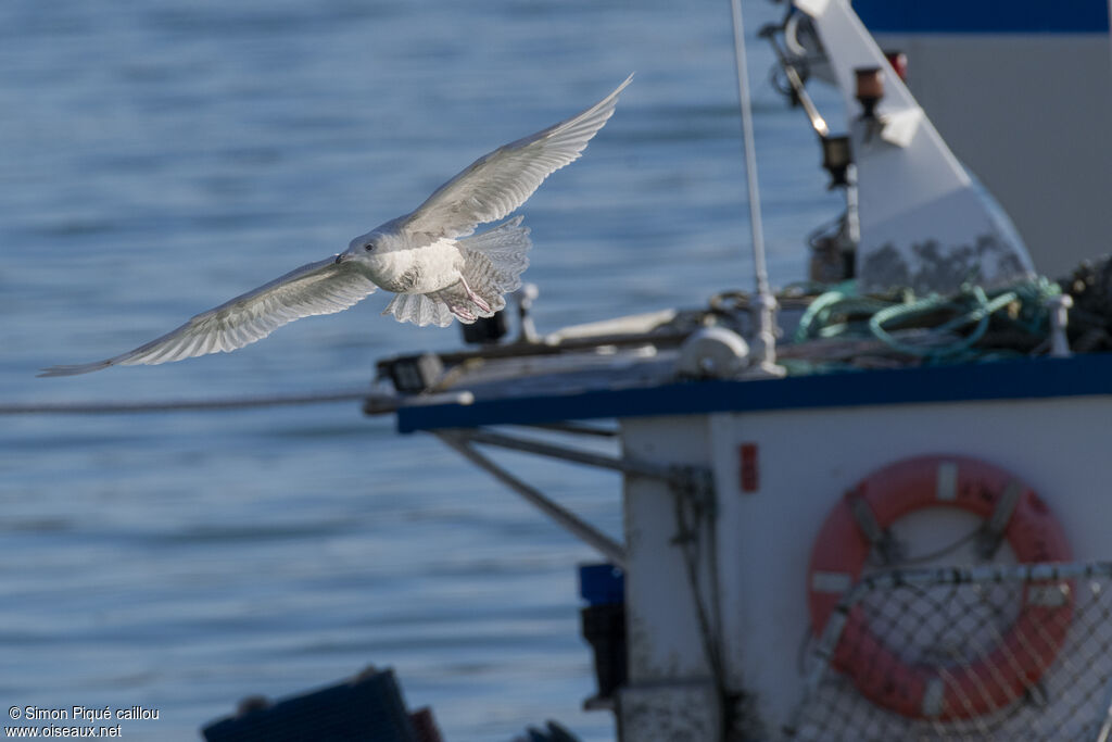 Goéland à ailes blanches