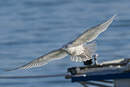 Goéland à ailes blanches