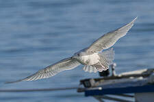 Goéland à ailes blanches