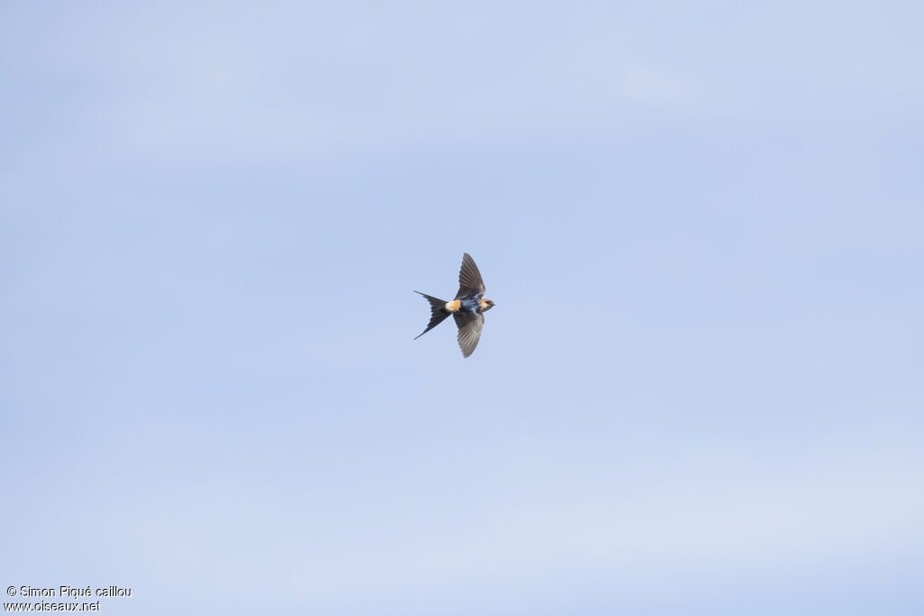 Hirondelle rousseline