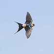 Hirondelle rousseline