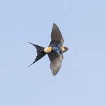 Hirondelle rousseline