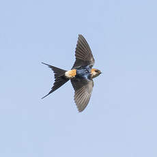 Hirondelle rousseline