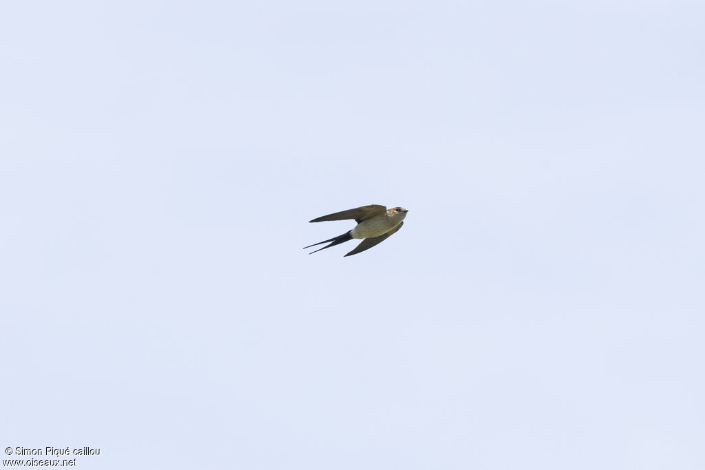 Hirondelle rousselineadulte, Vol