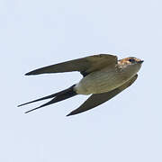 Hirondelle rousseline