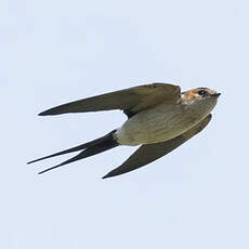 Hirondelle rousseline
