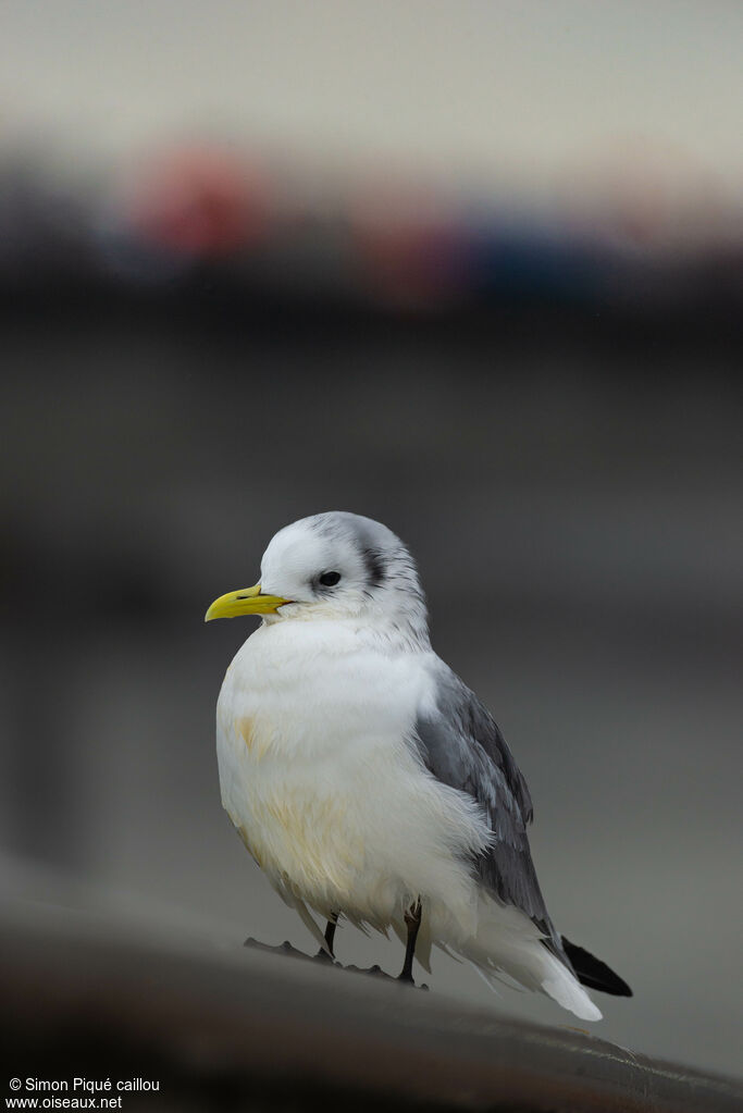 Mouette tridactyleadulte
