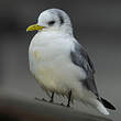 Mouette tridactyle