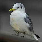 Mouette tridactyle
