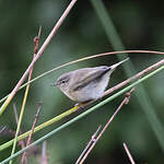 Pouillot de Sibérie