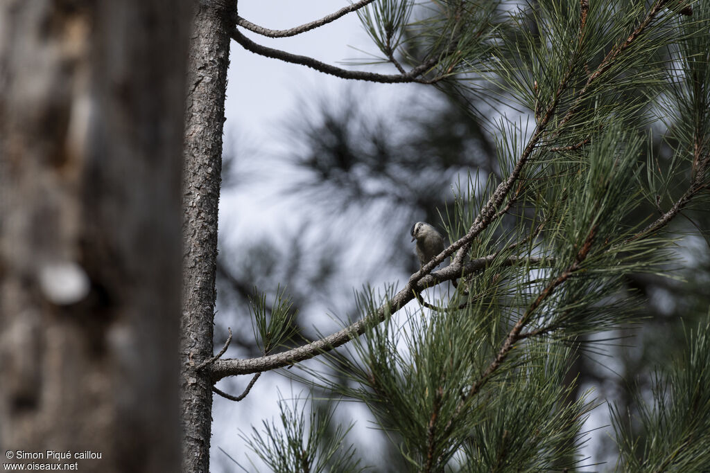 Corsican Nuthatch male adult breeding, habitat