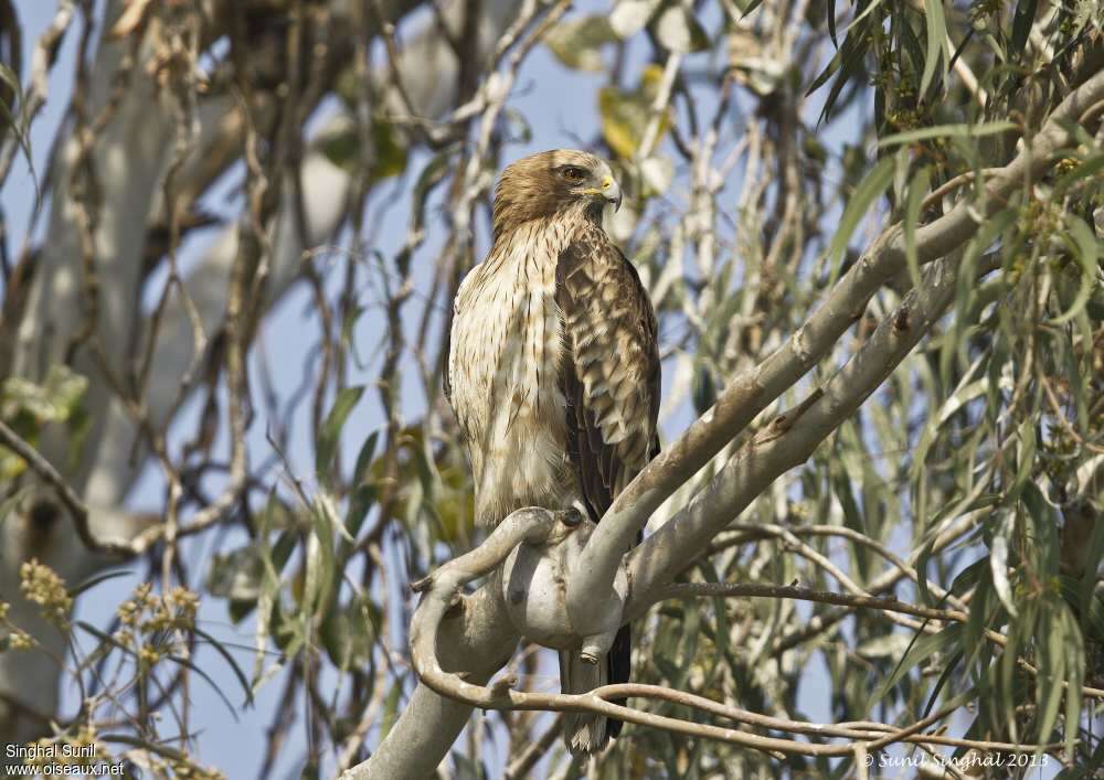 Booted Eagleadult, habitat, pigmentation