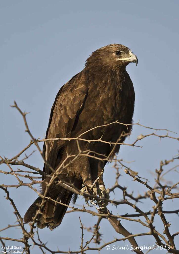 Greater Spotted Eagleadult, identification