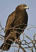 Greater Spotted Eagle