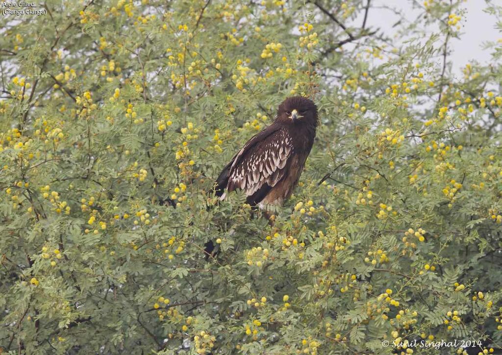 Aigle criardjuvénile, identification