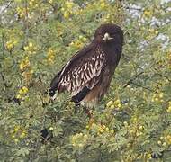 Greater Spotted Eagle