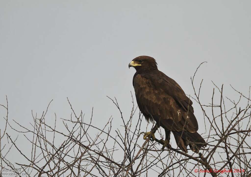 Aigle criardadulte, identification