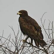 Greater Spotted Eagle