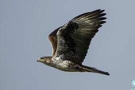 Bonelli's Eagle