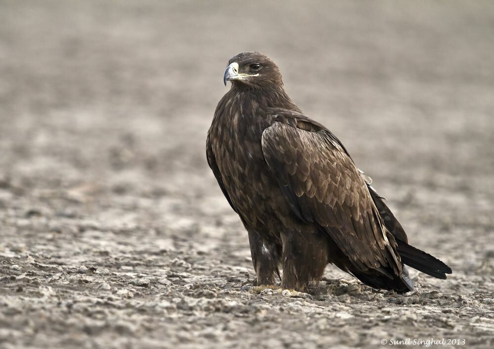 Aigle des steppes