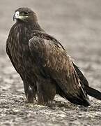 Steppe Eagle