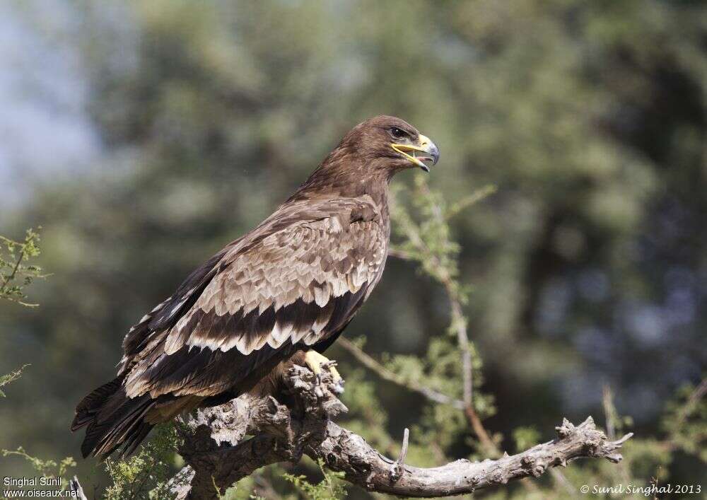 Steppe EagleSecond year, identification