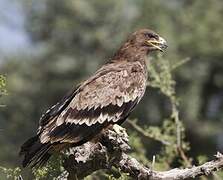 Steppe Eagle