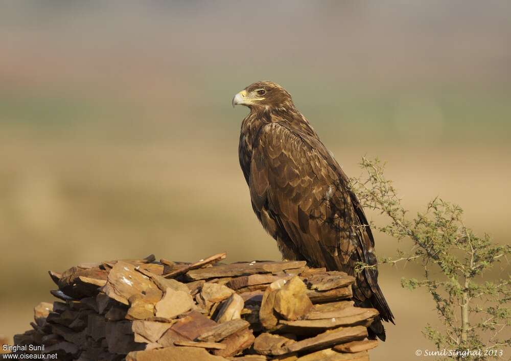 Aigle des steppesimmature, identification