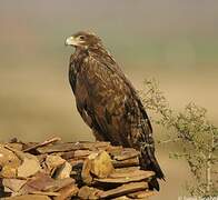 Steppe Eagle