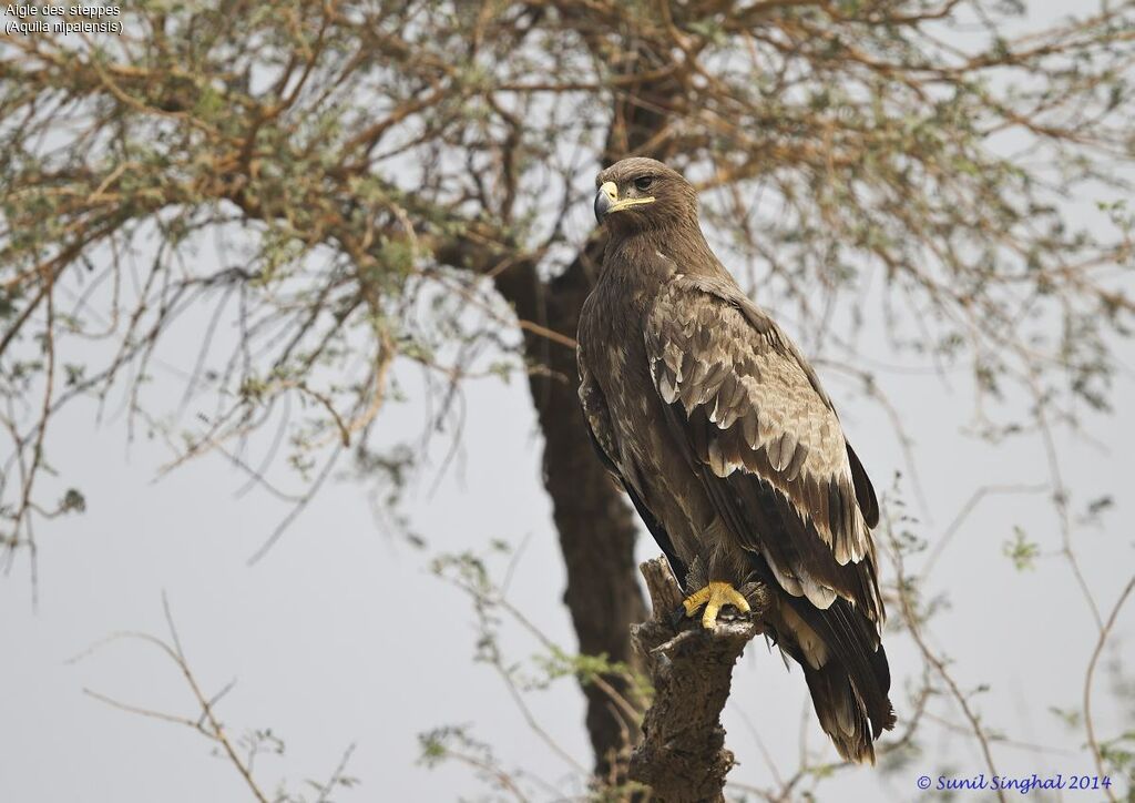 Aigle des steppesadulte, identification