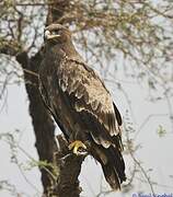 Steppe Eagle