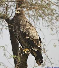 Aigle des steppes