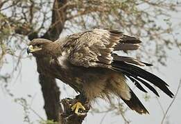 Steppe Eagle