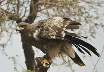 Aigle des steppes