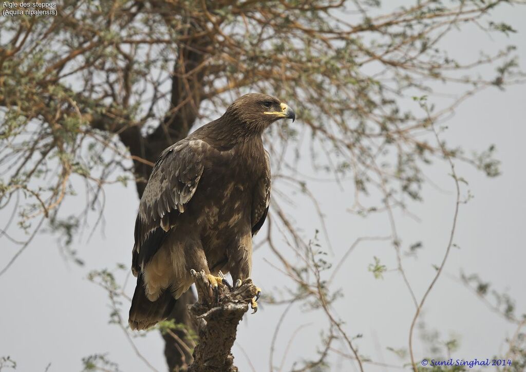 Aigle des steppesadulte, identification