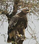 Aigle des steppes