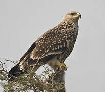 Eastern Imperial Eagle