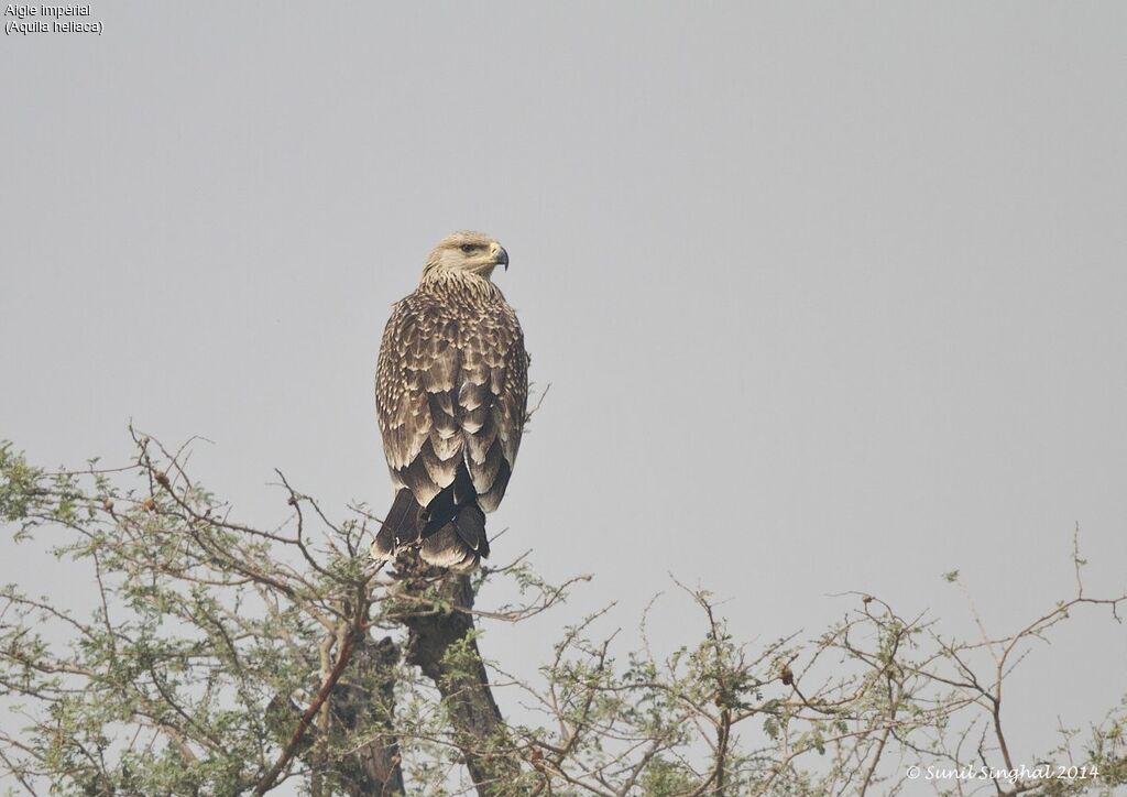 Aigle impérialjuvénile, identification